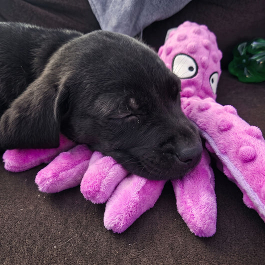 No-Stuffing Octopus Plush